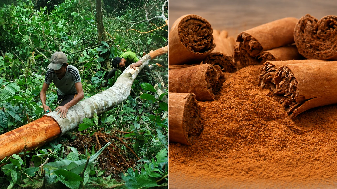 Ceylon cinnamon bark harvested by hand in Sri Lanka